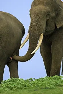 Asian elephant, Indian elephant