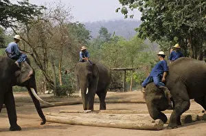 Asian Elephant, Indian Elephant