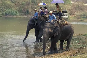 Asian elephant, Indian elephant