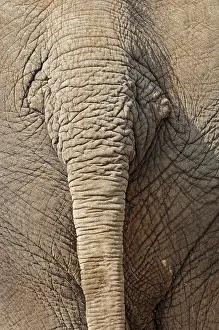 Asian Elephant or Indian Elephant (Elephas maximus)