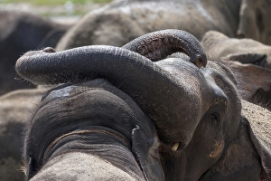 Asian elephants (Elephas maximus)