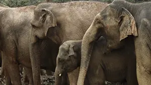 Three Asian elephants (elephas maximus)