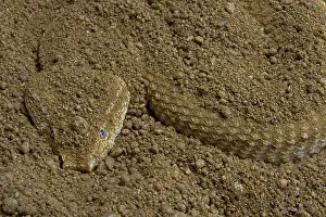 Asian (Eristicophis macmahoni) sand viper Iran