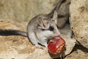 Asian garden dormouse (Eliomys melanurus)