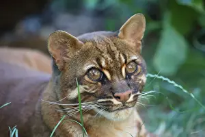 Asian Golden Cat (Felis temmincki)