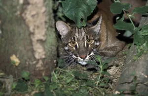ASIAN GOLDEN CAT OR TEMMINK'S CAT catopuma temmincki