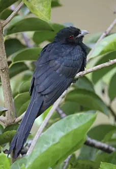 Asian Koel (Eudynamis scolopacea)