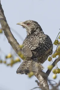 Asian Koel (Eudynamis scolopacea) adult female