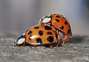 Asian lady beetle (Harmonia axyridis)