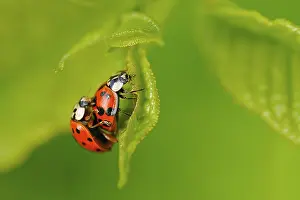 Asian lady beetle (Harmonia axyridis) Harmonia axyridis coppula