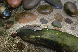 Asian mudskipper