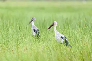 Category Wildlife DE Prints: Asian Openbill or Anastomus oscitans