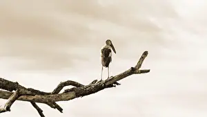 Asian Openbill (Anastomus oscitans) White bird standing alone on trees that died in the drought