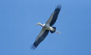 Framed Print : An Asian Openbill stork (Anastomus oscitans) flies in the sky Framed Print : An Asian Openbill stork (Anastomus oscitans) flies in the sky