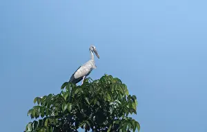 An Asian Openbill stork (Anastomus oscitans) on a tree branch