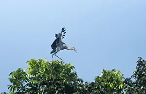 Framed Print : An Asian Openbill stork (Anastomus oscitans) on a tree branch Framed Print : An Asian Openbill stork (Anastomus oscitans) on a tree branch