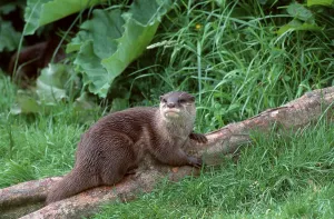 Asian oriental small-clawed otter (Amblonyx cinerea)