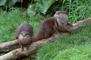 Asian oriental small-clawed otter (Amblonyx cinerea) Pair