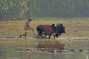 Asian rice (Oryza sativa), worker in rice field