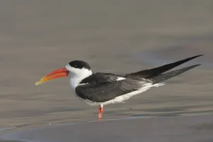 Asian Skimmer (Rynchops albicollis)