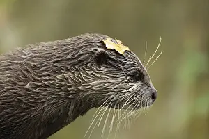 Asian small clawed otter Amblonyx cinerea
