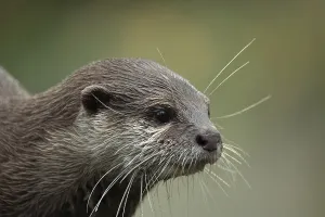 Asian small clawed otter Amblonyx cinerea