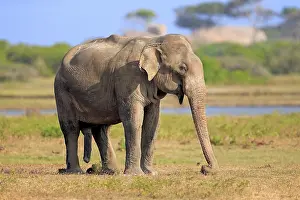 Asian sri lankan elephant (Elephas maximus maximus)