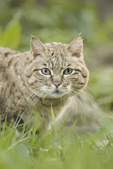 Asian Wild Cat (Felis silvestris ornata)