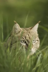 Asian Wild Cat (Felis silvestris ornata)