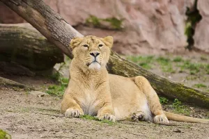 Asiatic lion (Panthera leo persica)