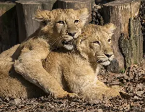 Asiatic Lion (Panthera leo persica)