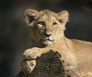 Asiatic Lion (Panthera leo persica)