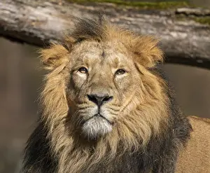 Asiatic Lion (Panthera leo persica)