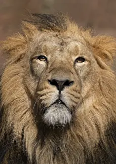 Asiatic Lion (Panthera leo persica)