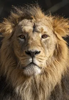 Asiatic Lion (Panthera leo persica)