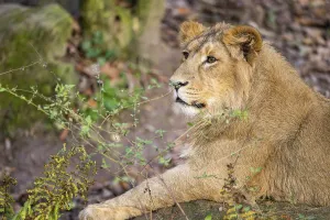Asiatic lion (Panthera leo persica)