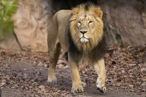 Asiatic lion (Panthera leo persica)