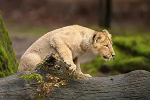 Asiatic lion (Panthera leo persica) cub climbing on a tree