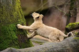 Asiatic lion (Panthera leo persica) cub climbing on a tree