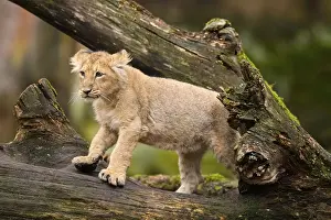 Asiatic lion (Panthera leo persica) cub climbing on a tree