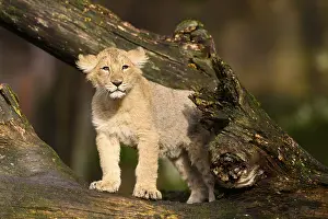 Asiatic lion (Panthera leo persica) cub climbing on a tree trunk