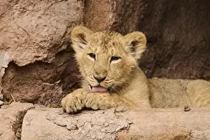 Asiatic lion (Panthera leo persica) cub lying on the ground