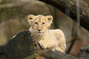 Asiatic lion (Panthera leo persica) cub lying on a tree trunk