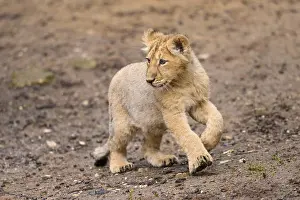 Asiatic lion (Panthera leo persica) cub running in the dessert