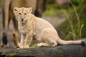 Asiatic lion (Panthera leo persica) cub sitting on a tree trunk