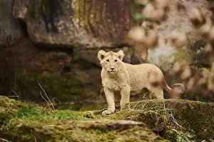 Asiatic lion (Panthera leo persica) cub standing on the ground