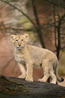 Asiatic lion (Panthera leo persica) cub standing on a tree trunk