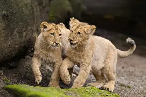 Two Asiatic lion (Panthera leo persica) cubs playing