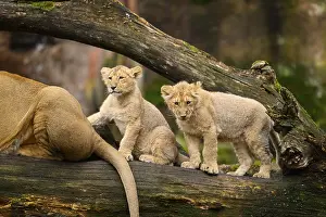 Two Asiatic lion (Panthera leo persica) cubs playing in the dessert