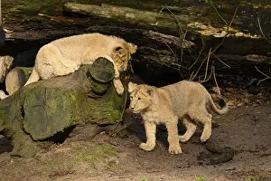 Two Asiatic lion (Panthera leo persica) cubs playing in the dessert